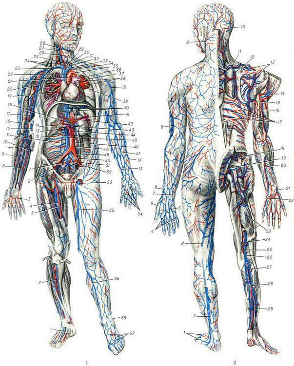 сердечно-сосудистая (кровеносная) система человека в картинках